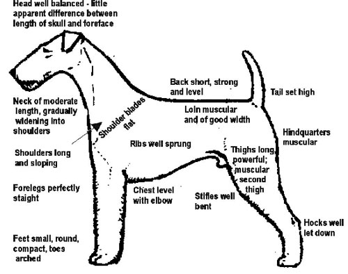 Breed Standard of the Airedale Terrier