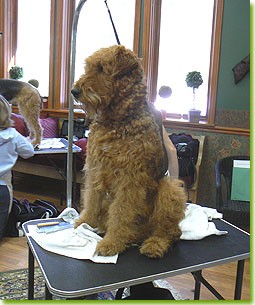 ATCC Grooming Seminar 2007 - Maybe if I sit here like the perfect gentleman somebody will notice me.