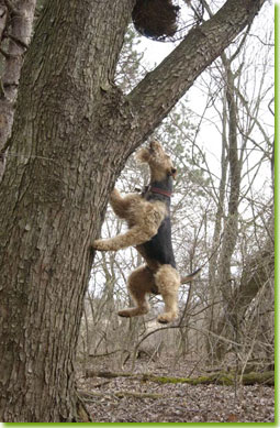 Hunting and working Airedales, photo by Dog Ads