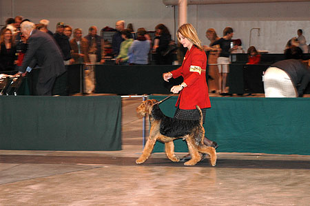#267 Junior Puppy Dog-Tanyetta Paradym Scotch N Soda, 'Gus' bred/owned by John Ross and Kelly Wood