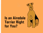 Is an Airedale Terrier Right for You?