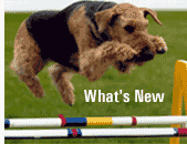 Click here to find out all the latest news and updates from the Airedale Terrier Club of Canada (ATCC)