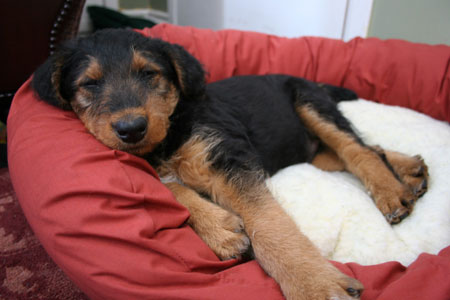 Airedale shop terrier club