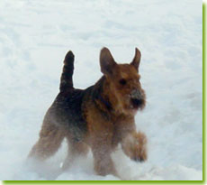 Inglevalley's Hunter enjoys a good Canadian winter, photo by Marian Murray