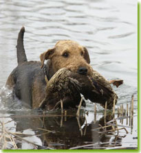 Hunting and working Airedales, photo by Dog Ads