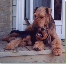 Multiple BIS, BISS, Am. Can. Ch. Oakrun's Blue Jay Of Paradym (Jay) and puppy