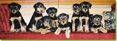 Skyecroft puppies, photo courtesy of Elaine Zemaitis