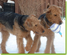 Skyecroft puppies, photo courtesy of Elaine Zemaitis