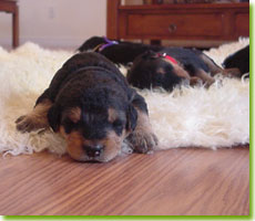 Tired WharfeAire puppies, photo by Wanda Purvis